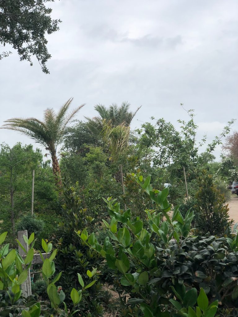 Texas Lawns & Palms
