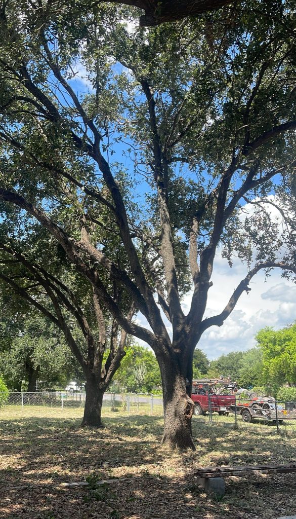 Trevino’s Land Scaping and Lawn Care